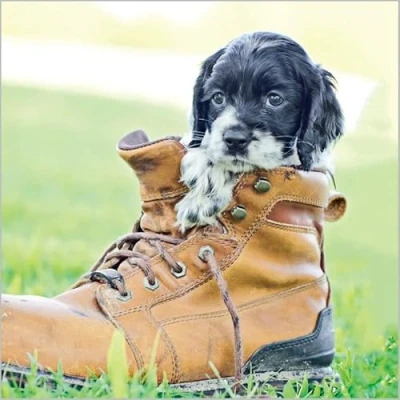 Image of Abacus Cards Pack of 6 Blank Notecards Dog in Boot 1 Design Suitable for Birthday, Thank You, Thinking You And Other Occasions
