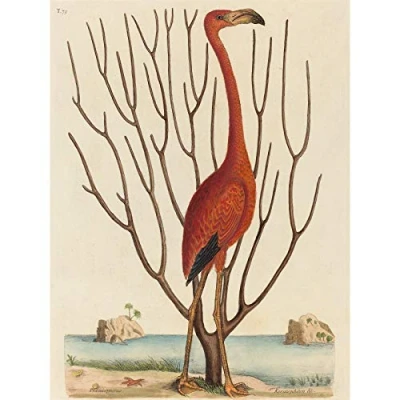 Image of Wee Blue Coo Mark Catesby English Flamingo Zoology Large Art Print Poster Wall Decor 18x24 inch
