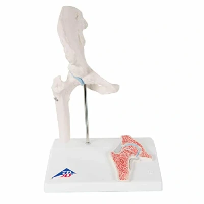 Image of 3B Scientific A84/1 Mini Hip Joint with Cross Section + free Anatomy App Smart