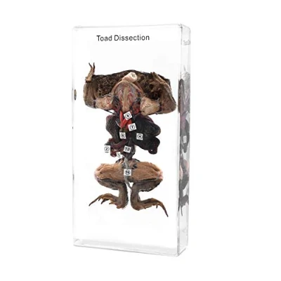Image of Rainbow_Road Animal Toad Dissection Specimen Science Classroom Taxidermy Resin Paperweight for Education