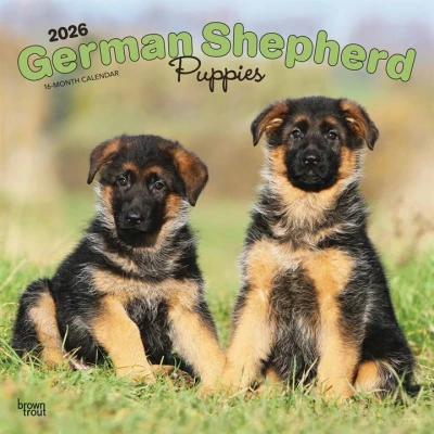 Image of German Shepherd Puppies Calendar 2026
