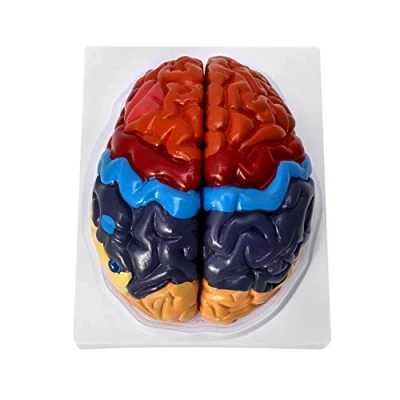 Image of QWORK® Life Size Anatomical Brain Model, Color Coded Human Regional Model 2 Parts