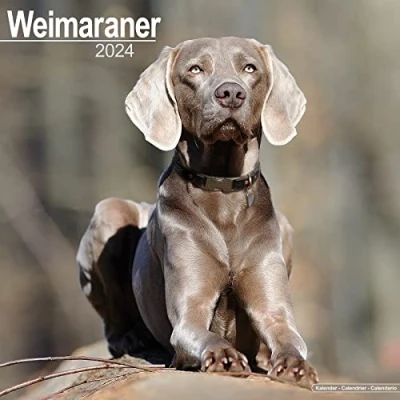 Image of Weimaraner Calendar 2024 Square Dog Breed Wall 16 Month