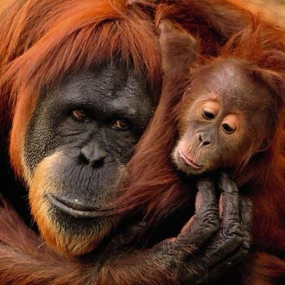 Image of Ani&#039;mates 3D Holographic Card Orangutan and baby