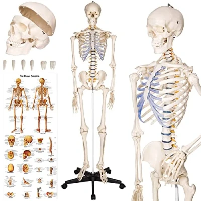 Image of tectake® Life Size Anatomical Skeleton, Detailed Human Skeleton Model with Removable Arms &amp; Legs, Movable Joints, Skull Teeth, Incl. Large Anatomy Poster Stand Wheels 181 cm