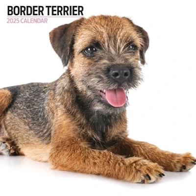 Image of Border Terrier 2025 Modern Calendar
