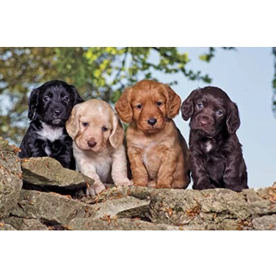 Image of Charles Sainsbury Plaice Cute puppy dog greeting card. Cocker spaniels
