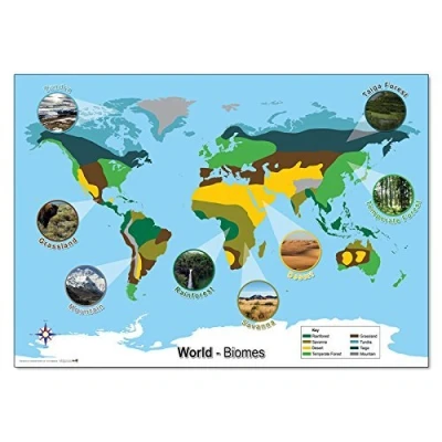 Image of Wildgoose Education WG3612 World Biomes Map, 84 cm x 59