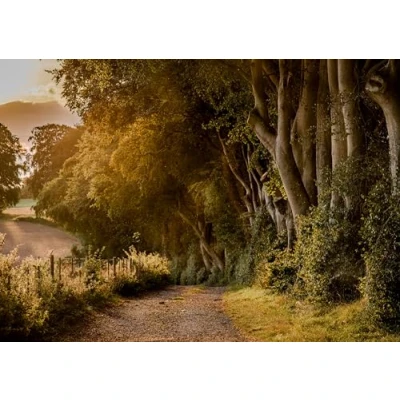 Image of Charles Sainsbury Plaice Tree, Nature, and Landsape Greeting Card. Beech Trees by Watership Down