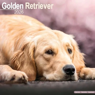 Image of Golden Retriever Calendar 2026