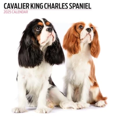 Image of Cavalier King Charles Spaniel 2025 Modern Calendar