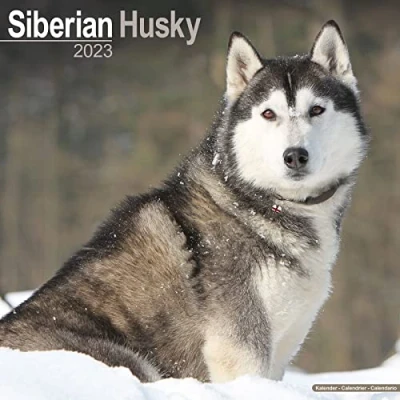 Image of Siberian Husky Calendar 2023 Square Dog Breed Wall 16 Month
