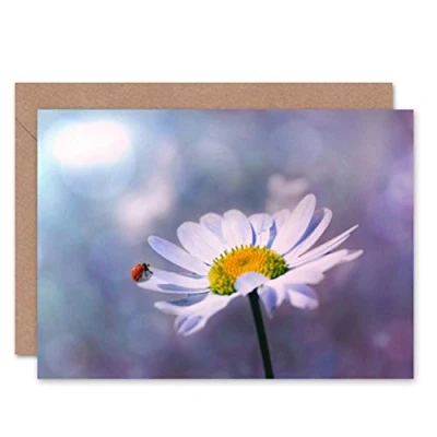 Image of Wee Blue Coo GREETINGS CARD BIRTHDAY GIFT NATURE LADYBUG DAISY FLOWER CLOSE UP BOKEH