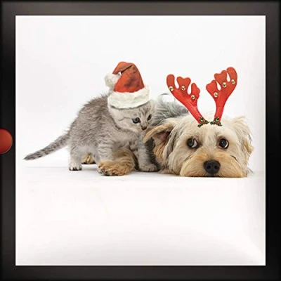 Image of Luxury Photographic Christmas Cards (PH XLDB0055) Inseperable Cat &amp; Dog From The Dark Room Range Box of 16 With A Flittered Finish