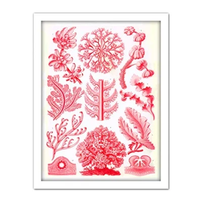 Image of Wee Blue Coo Haeckel Plate 65 Red Algae Artwork Framed Wall Art Print 18X24 Inch