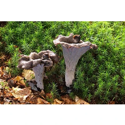 Image of SemiSauvage Mushroom Grow Kit, 15ml Morilles Blondes Mycelium, Sterilized Tube with Instructions