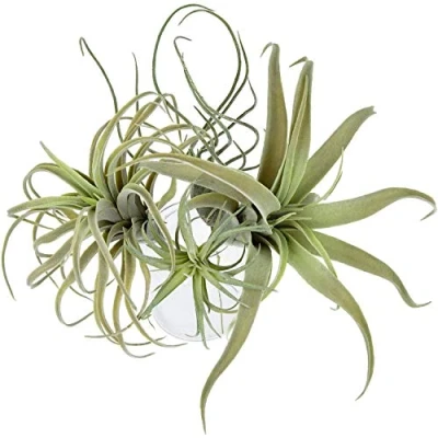 Image of Fauge 4Pack Artificial Pineapple Grass Air Plants Fake Flowers Faux Flocking Tillandsia Bromeliads Home Garden Decor