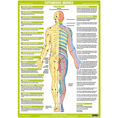 Image of Nervous System Chart Series (A2 Paper Format, Cutaneous Nerves Posterior)