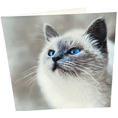 Image of Maturi Happy Cat Photographic Blank Birthday Greetings Card, 15.5 x cm