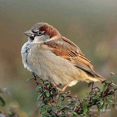 Image of House Sparrow Bird Greeting Card with sound