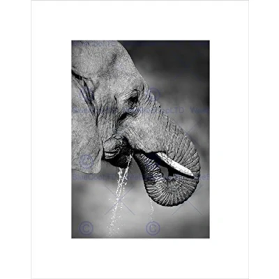 Image of Wee Blue Coo African Elephant Drinking Black White Picture Wall Art Print