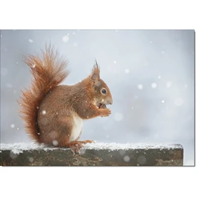 Image of doodlecards Pack of 10 Christmas Cards and Envelopes Wildlife Squirrel. Printed in UK, Premium Quality &amp; 100% Recyclable.