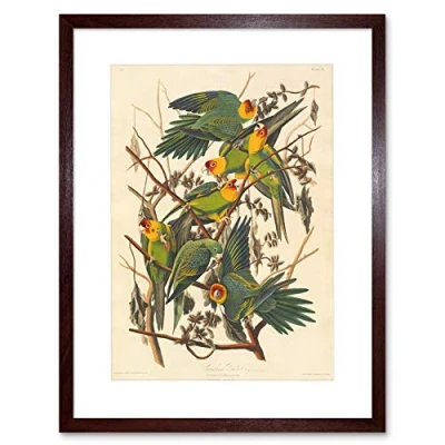 Image of Wee Blue Coo Painting Bird Audubon Carolina Parrot Framed Wall Art Print