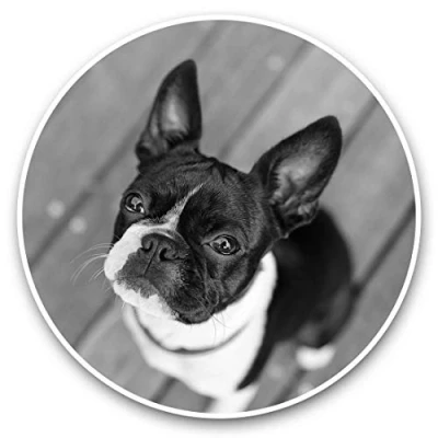 Image of Awesome Vinyl Stickers (Set of 2) 7.5cm (bw) Cute Boston Terrier Dog Puppy Fun Decals for Laptops,Tablets,Luggage,Scrap Booking,Fridges #37536