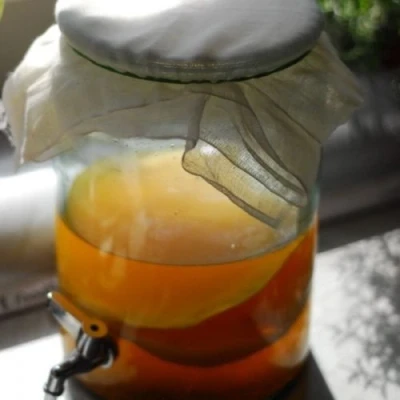 Image of Kombuchaorganic (5 Litre) LARGE Certified Organic Kombucha Scooby with liquid starter 1 Class to UK Quality Assured Outstanding and Unique Cultures