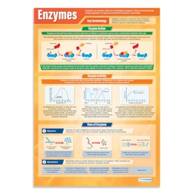 Image of Daydream Education Enzymes Science Posters Laminated Gloss Paper measuring 850mm x 594mm (A1) Charts for the Classroom