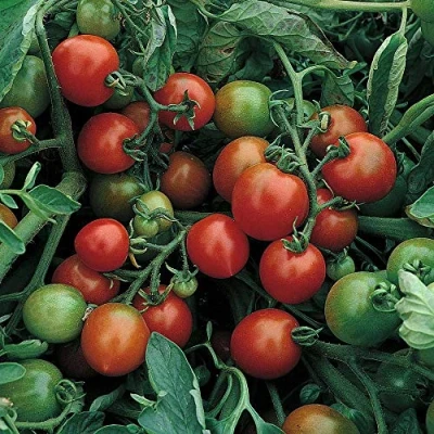 Image of Tomato red alert bush seed by Thompson and Morgan