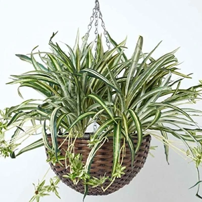 Image of HOMESCAPES Artificial Hanging Basket 60 cm Long Faux Spider Plant In Replica Wicker Pot with Silver Metal Chain and Hook for Indoor Outdoor Decoration