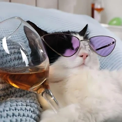 Image of Birthday/Blank Greeting Card for Her Female Funny Cat and Wine Photographic Design General Suitable Any Occasion Made in the UK Eco Friendly