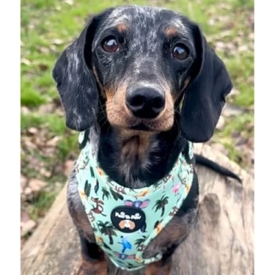 Image of Zoo dog Harness/Adjustable harness harness/dog car for no pulling XXS Medium (X Small)