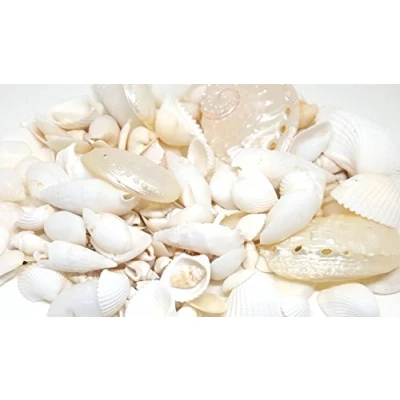 Image of 100g White Beach Mixed Seashells, Wedding Small Sea Shells, Shells for Craft and Display