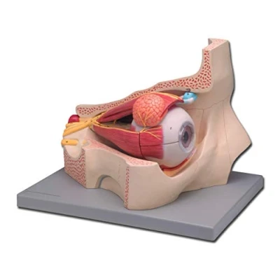 Image of Gima Anatomical Model of Human Eye, Modular in 4 Parts, Magnification 5X