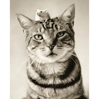Image of Pyramid International Rachael Hale (Nikon and Nigel) Canvas Print 40 x 50cm, Wood, Multi Colour, 50 1.3 cm