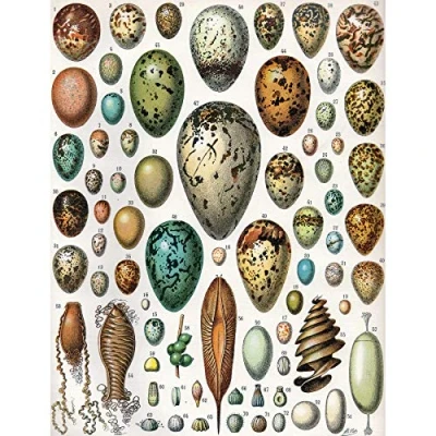 Image of Artery8 Millot Encyclopedia Page Variety Eggs Ova Large Wall Art Poster Print Thick Paper 18X24 Inch