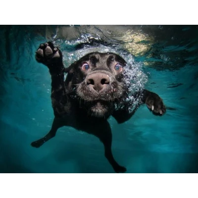 Image of Funny Underwater Dog Quality Mouse Mat