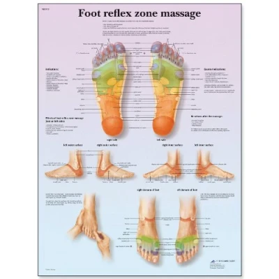 Image of 3B Scientific VR1810L Human Anatomy Foot Reflex Zone Massage Chart, laminated