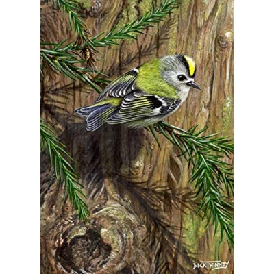 Image of Bird greeting card. Goldcrest and Japanese Cedar by Dick Twinney