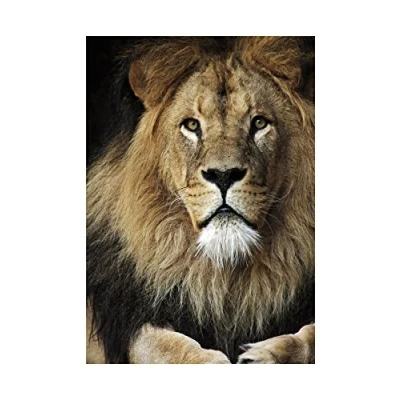 Image of Wee Blue Coo Lion Male Face Animal Cat Photo Wood Frame Picture Gift Wall Art Print