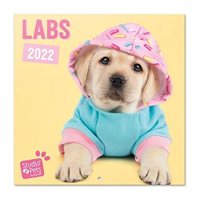 Image of Grupo Erik: Official Studio Pets Dogs 2022 Wall Calendar, 12&#039; x Square Calendar 2022, Family Labs Kids