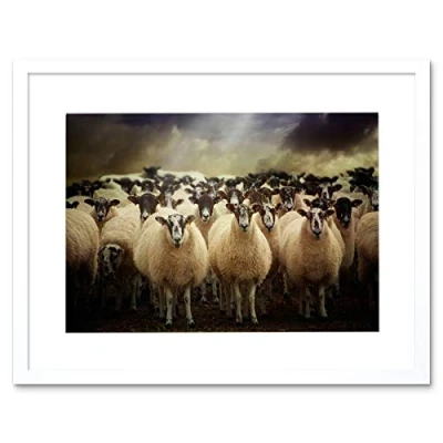 Image of Wee Blue Coo Sheep Flock Farm Animal Photo Wood Frame Picture Poster Art Gift F12X1058