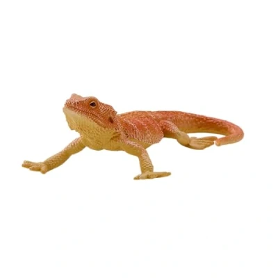 Image of Bearded Dragon