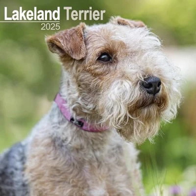Image of Lakeland Terrier 2025 Square Wall Calendar Dog Breed 12 months Jan to Dec with Planner Page for 2026