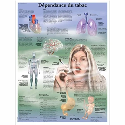 Image of 3B Scientific Anatomical Board