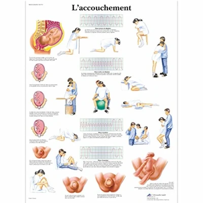 Image of 3B Scientific anatomical board, 1
