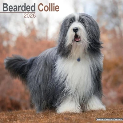 Image of Bearded Collie Calendar 2026