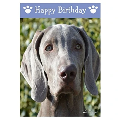 Image of Weimaraner, Dog Birthday Card